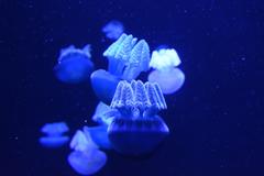 Blue Blubber Jellyfish at the National Aquarium, Baltimore