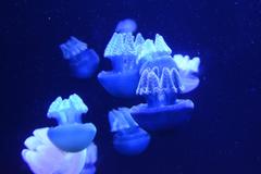 Blue Blubber Jellyfish at the National Aquarium in Baltimore