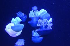 Blue Blubber Jellyfish