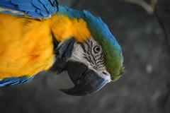 Blue and Gold Macaw head close-up