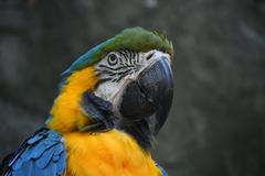 Blue and Gold Macaw head close-up