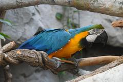 Blue and Gold Macaw leaning in