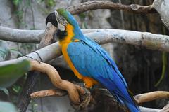 Blue and Gold Macaw perched on branch