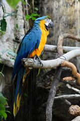 Blue and Gold Macaw perched on a branch