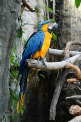 Blue and gold macaw perched on a branch