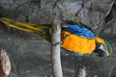 Blue and Gold Macaw perched on branch