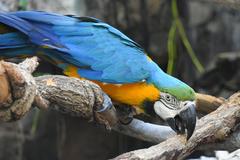 Blue and Gold Macaw sharpening its beak on a branch