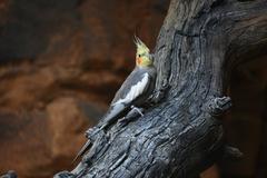 Cockatiel bird perched on a branch at the National Aquarium, Baltimore