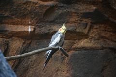 Cockatiel at the National Aquarium in Baltimore