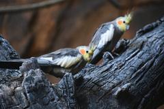 A pair of cockatiel birds perched closely together on a branch