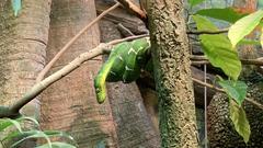 Emerald tree boa at the National Aquarium in Baltimore