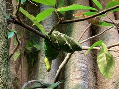 Emerald tree boa at National Aquarium in Baltimore