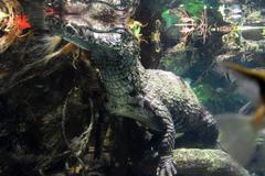 Crocodile staying still on a rock