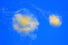 Diaphanous Jellyfish at the National Aquarium, Baltimore