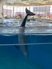 Bottlenose dolphin swimming at Baltimore National Aquarium