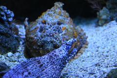 Dragon Moray and Reef Stonefish in an aquarium