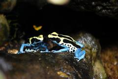 Dyeing Poison Dart Frog at National Aquarium, Baltimore