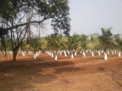 fruit garden in President's Bhavan, Bollaram