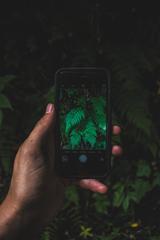 Fern leaves on a smartphone screen