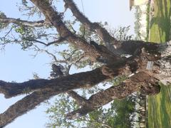 Mango tree in Shilaidaha Kuthibari