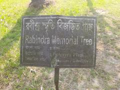 Palmyra palm tree at Shilaidaha Kuthibari