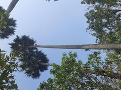 Palmyra palm trees at Shilaidaha Kuthibari in Kushtia