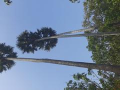 Palmyra palm trees at Shilaidaha Kuthibari in Kushtia