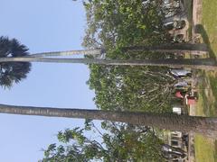 Palmyra palm trees at Shilaidaha Kuthibari in Kushtia