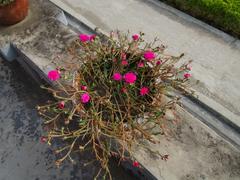 Portulaca grandiflora flower