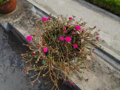 Portulaca grandiflora in full bloom with vibrant pink flowers