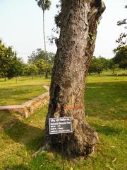 Rabindra memorial tree mango in Kushtia