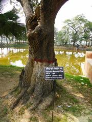 Rabindra memorial tree Spanish Cherry at Shilaidaha Kuthibadi, Kushtia