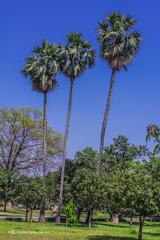 Shilaidaha Kuthibari monument with palm tree in Bangladesh