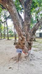 Tree at Shilaidaha Kuthibadi in May 2017