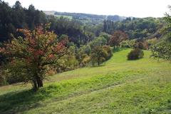 Nature on the slopes of the Dalejský potok creek valley