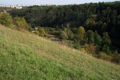 Nature on the slopes of Dalejský potok creek valley