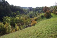 Nature on the slopes of Dalejský potok creek valley