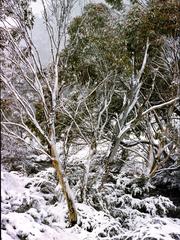 mountain landscape with partial snow cover in Thredbo, September 1981