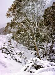 vintage view of Thredbo ski resort in 1981