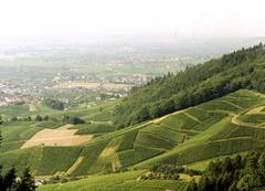 Bühl town view from Burg Alt Windeck in July 2000