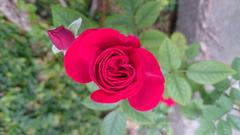 Red rose