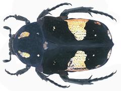 Astraea cartereti beetle from the family Scarabaeidae