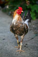 Dominique Gamefowl in Surigao City