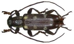 Mimoplocia diverseguttata beetle specimen