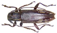 Mimosybra surigaonis beetle on a white background