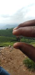 Hand holding tea leaves in a tea estate