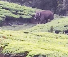 Elephants grazing on Munnar tea farms in Kerala, India