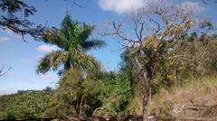 Floresta Nacional de Ipanema in Araçoiaba da Serra, Capela do Alto, Iperó, São Paulo