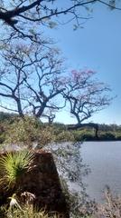 Floresta Nacional de Ipanema in Araçoiaba da Serra, Capela do Alto, and Iperó, São Paulo