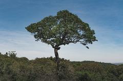 Floresta Nacional de Ipanema in São Paulo, Brazil